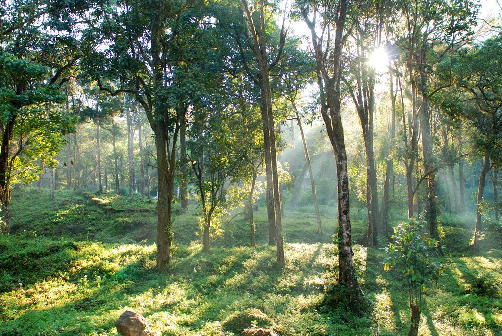 Deep Woods Resort Munnar Buitenkant foto